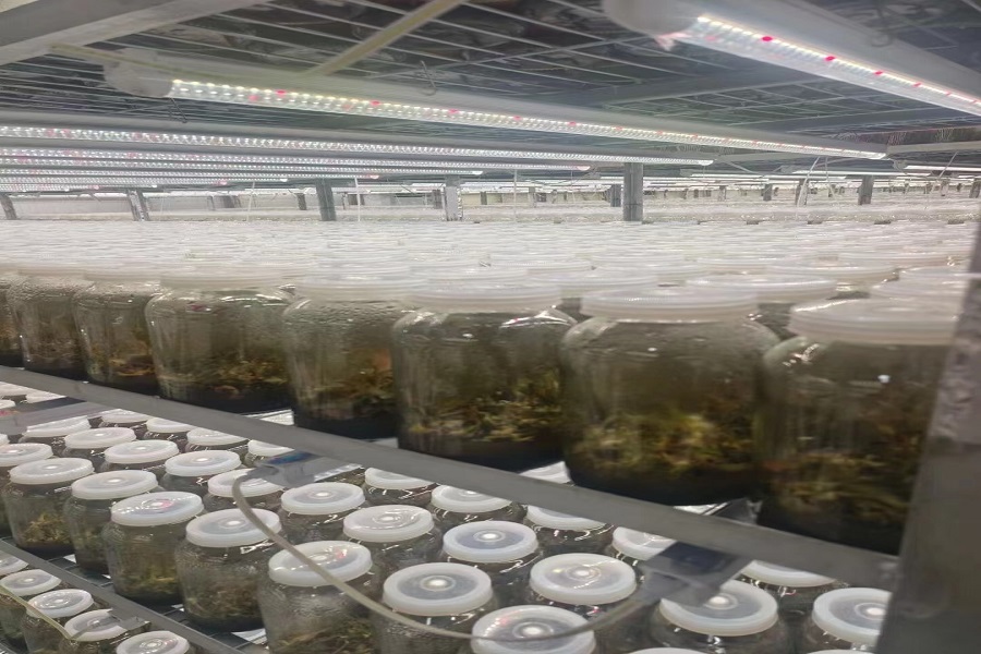 植物生長燈05.jpg