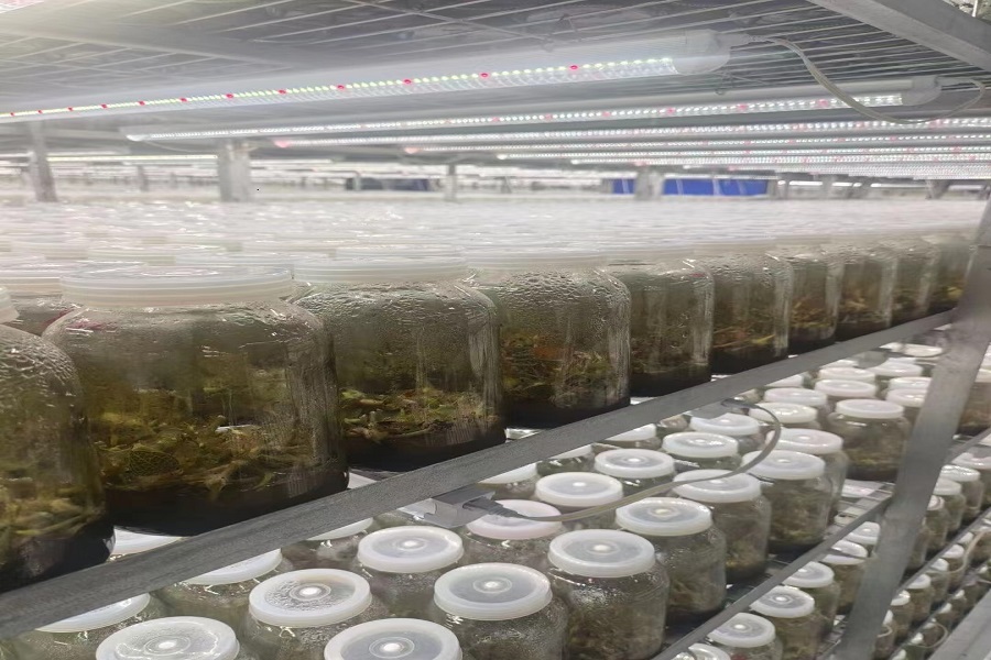 植物生長燈06.jpg