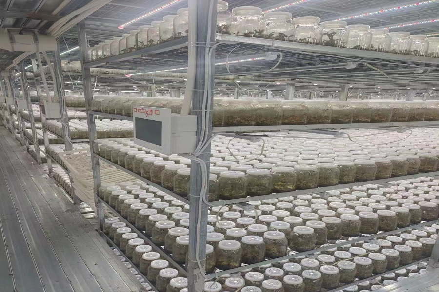 植物生長燈07.jpg