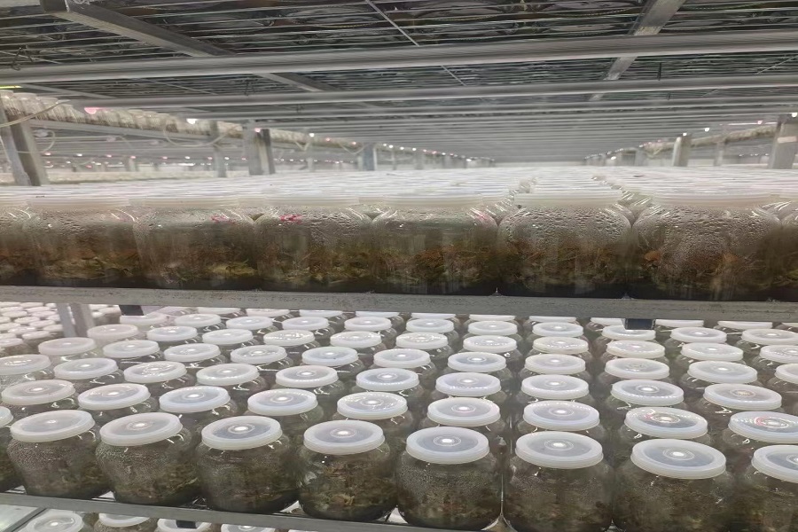 微植物生長燈08.jpg